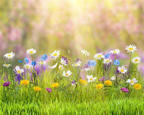 Spring Hd Flowers 4k Wallpapers Images Backgrounds Photos And Pictures