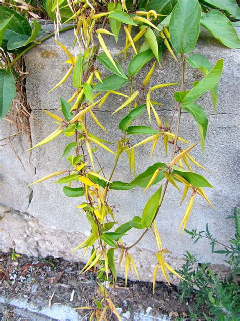 Check spelling or type a new query. Beware vicious dog-strangling vine | The Star