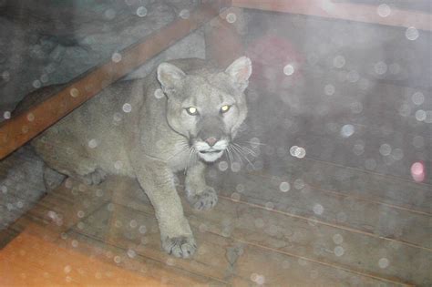 Cougar Sightings In Wisconsin Photos Wsj