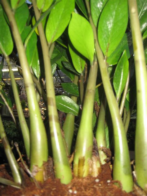 They are also extremely low maintenance and easy to care for 6 plants: The Tattooed Gardener: Top 10 Houseplants for Low Light