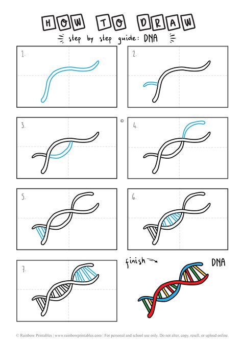 How To Draw A Double Helix How To Draw The Dna Helix Correctly