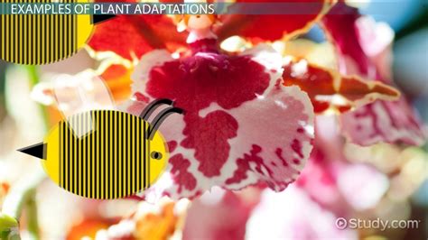Plant Adaptations Lesson For Kids Lesson
