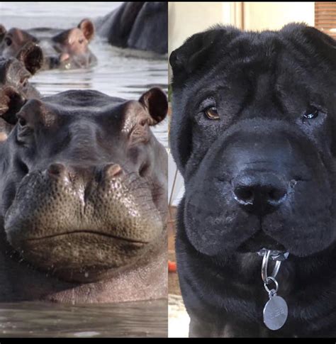 Adopted Strange Sharpei Hippo Hybrid The Dog Is On The Right R