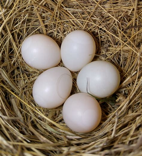 Are These Eggs Ok Bluebirdnut