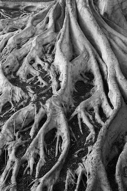 Tree Roots Texture Photography Nature Inspiration Texture Inspiration