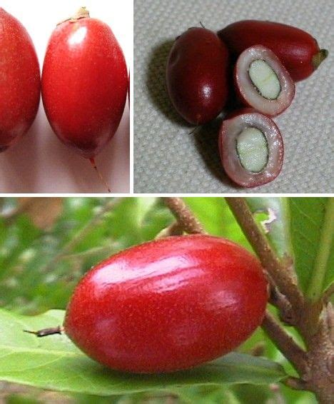Maybe you would like to learn more about one of these? 46 Miracle Fruit Plant ideas | fruit, fruit plants, berries