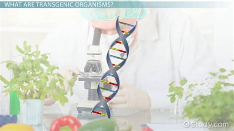 Genetically modified organisms (gmos) are produced by inserting genetic material (sometimes from another species) into a plant such that the new genetic material will provide the plant the ability to exhibit some desirable trait (i.e., genetic engineering). Transgenic Organisms: Definition & Uses - Video & Lesson ...