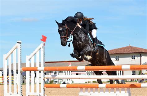 Photo Gratuite Cheval Equitation Saut Obstacle Image Gratuite Sur
