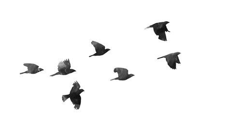Collection Of Bird Hd Png Pluspng