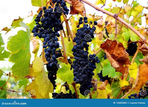 Grenache Grapes Mclaren Vale Stock Image Image Of Flat Autumn 14405683