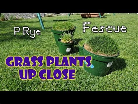 Perennial Rye Vs Tall Fescue Differences Up Close Compared Youtube