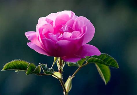 Trandafirul Pentru Dulceata Damasc
