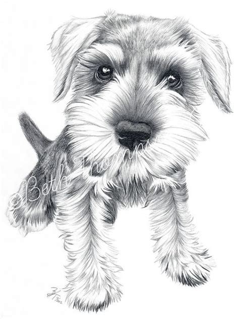 Amazing How To Draw A Schnauzer In The World Check It Out Now