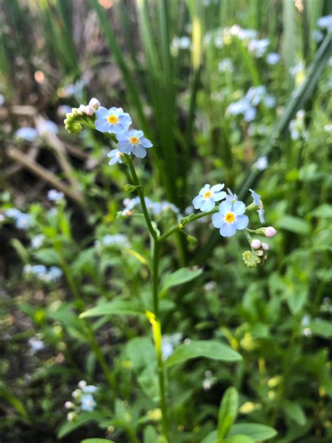 Wisconsin Wildflower True Forget Me Not Myosotis Scorpioides