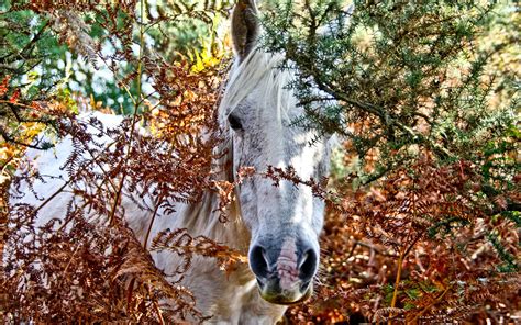 Find and download horses desktop backgrounds on hipwallpaper. Horse desktop wallpaper Wallpapers - HD Wallpapers 88703
