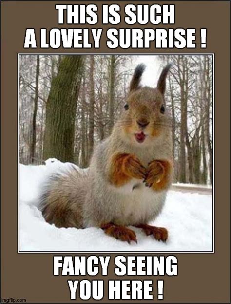 A Squirrel Surprise Imgflip