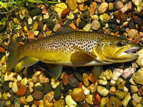 Oak Creek Angler Oak Creek Browns Mid Late April 2010