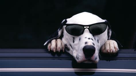 Animals Dogs Humor Funny Sunglasses Wallpaper 1920x1080 22421