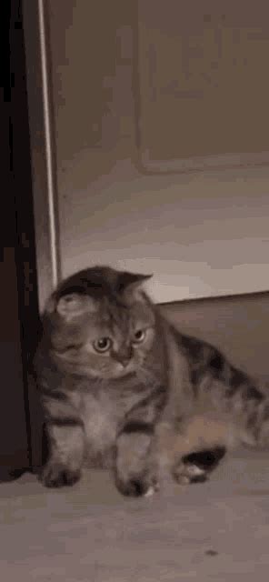 Cat Wake Up GIF Cat Wake Up Discover Share GIFs