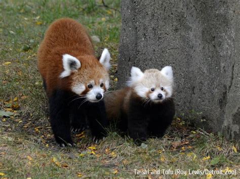 Cuteness Alert Baby Red Panda Delights Detroit Zoo