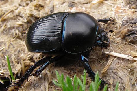 cuÁnto viven los escarabajos dónde viven y reproducción