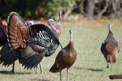 Giving Thanks For Floridas One Of A Kind Osceola Wild Turkey