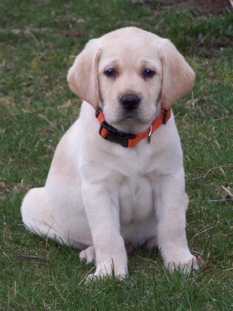 Their loyalty & patience make them a great family pet. English Yellow Labrador Puppies For Sale | PETSIDI
