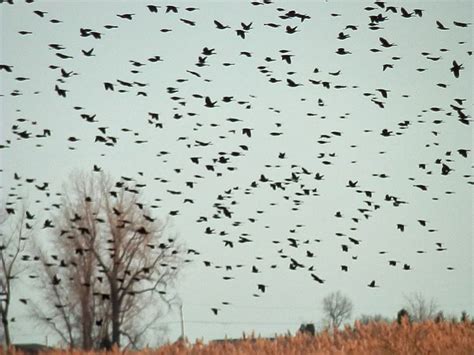 Massive Nighttime Migration Of Birds To Cross Pennsylvania