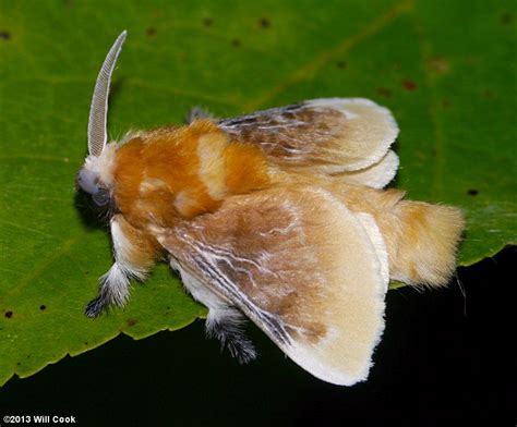 Megalopyge Opercularis Southern Flannel Moth Moth Species Insect