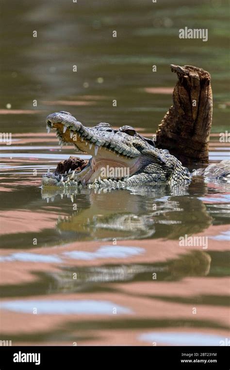 An Adult Saltwater Or Estuarine Crocodile Crocodylus Porosus Gaping