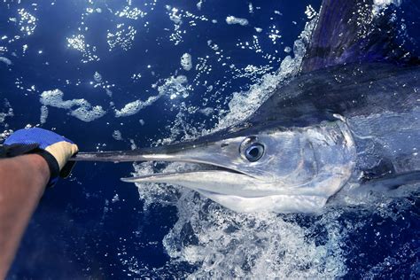 Marlin Fishing In Florida The Complete Guide Updated 2023