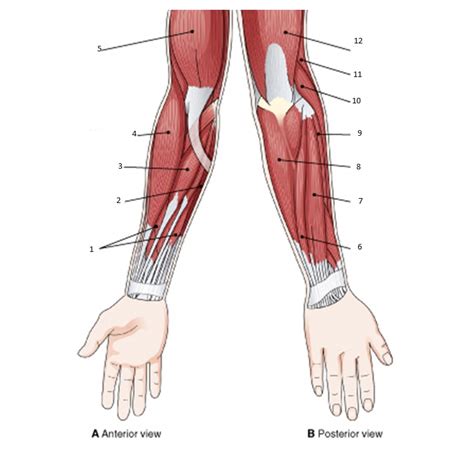 Arm Muscle Diagram Unlabeled Pearsonhighered Com Assets