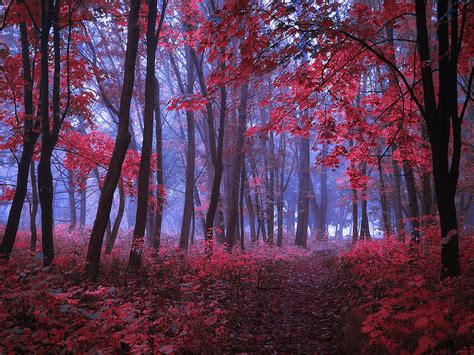 Dark Mysterious Forest In Pink Tones Mystical Autumn Forest In The