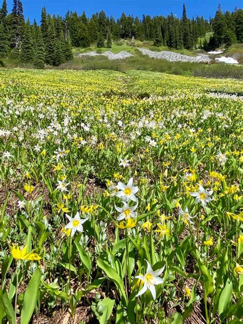 Usawa Mount Rainier Np Glacier And Avalanche Lilies Travel2unlimited