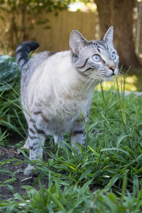 All orders are custom made and most ship worldwide within 24 hours. Lynx Point Siamese Cat Outside Stock Photo - Image of ...
