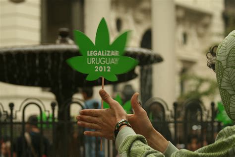 legalizacion de la marihuana en uruguay csc abogados cannabis