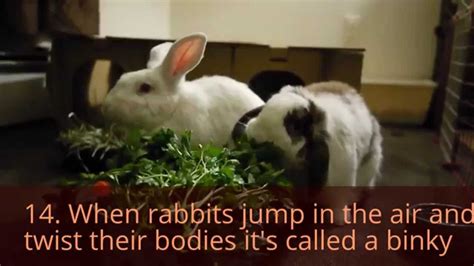 Fact Friday 15 Facts About Rabbits Youtube