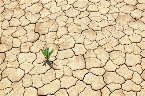 Green Plant Growing From Cracked Dry Soil Stock Photo Dissolve