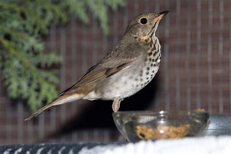 Winter Is Flush With Thrushes Wildlife Rescue Association Of Bc