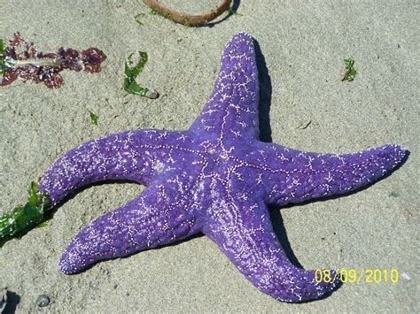 Purple Starfish At Low Tide By Rubies52 On Deviantart