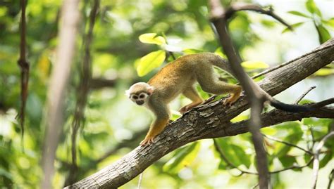 Squirrel Monkey Breeds Facts And All Information A Z