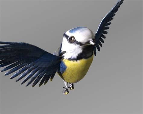 Blue Tit Animated 3d Model Animated Rigged Cgtrader