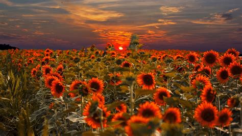 1920x1080 Sunflower Beautiful Sunset Sky Field Landscape