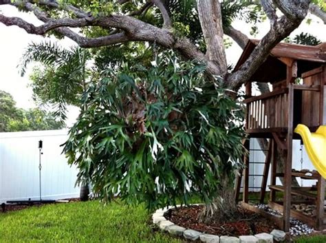 In the spring, plants are often smaller than. Staghorn Fern For Sale In Seminole Florida | Ferns for ...