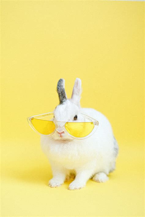 White Rabbit Wearing Yellow Eyeglasses · Free Stock Photo