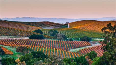 My Best Day In California's Wine Country Looks Like This | Bon Appétit