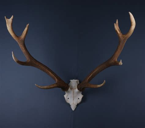 Manchurian Sika Deer Skull Cap And Antlers Antlers Horns And Skulls
