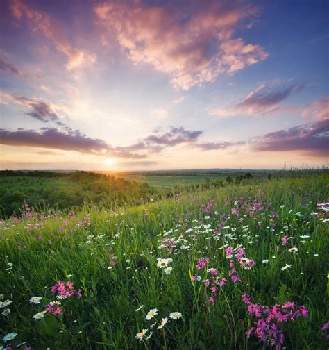 Flowers On The Mountain Field During Sunrise Beautiful Natural Landscape In The Summer Time Cchc