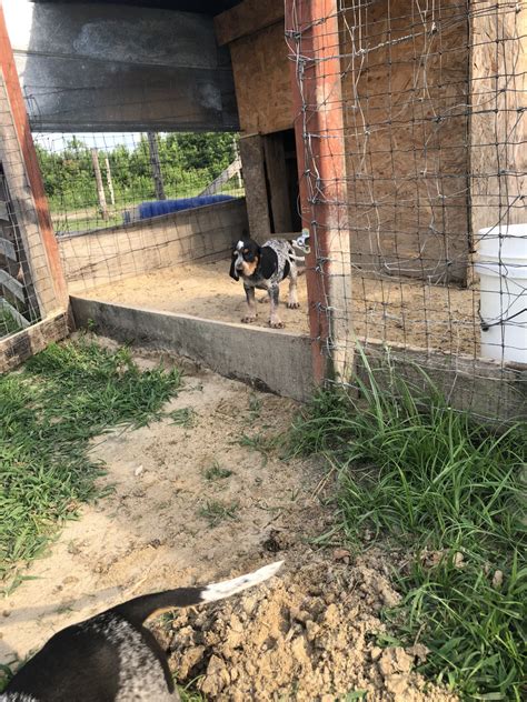 Well you're in luck, because here they come. Bluetick Coonhound Puppies For Sale | Rock Bridge Road ...