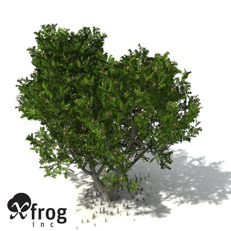 Xfrogplants Grey Mangrove 3d Tree Cgtrader